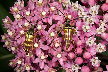 Swamp milkweed with typocerus velutinus