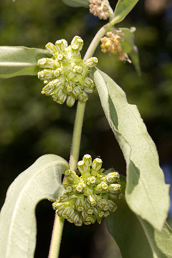 Asclepias viridiflora