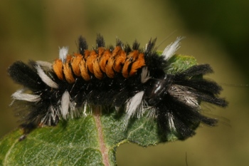 Milkweed tussock moth caterpillars