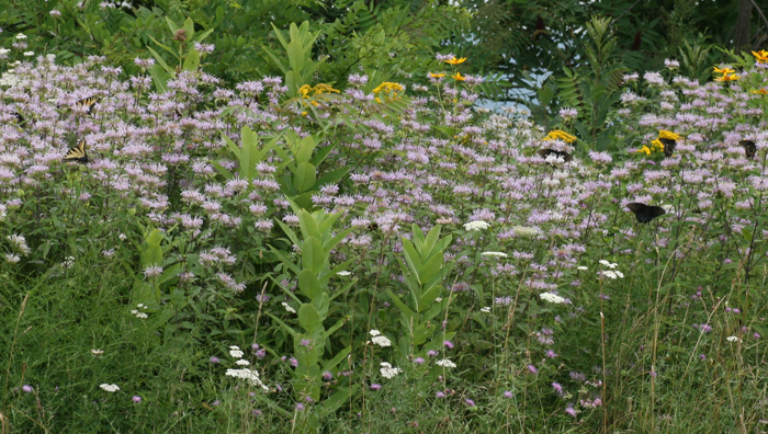 Monarda fistulosa with various swallowtails