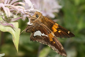 Monarda with Silver Spotted Skipper