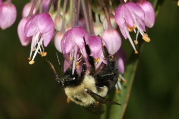 Nodding wild onion with bees