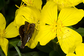 Sundrop flowers