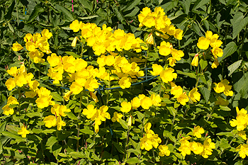 Oenothera pilosella
