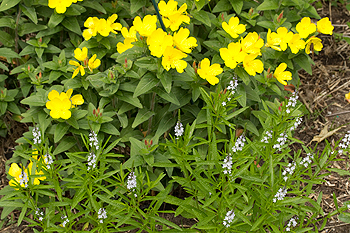 Oenothera with Verbena simplex