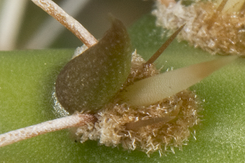 Opuntia areole