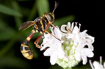 Mountain mint with thick headed fly