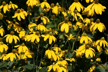 Rubeckia_herbstonne