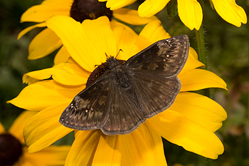 Rudbeckia with duskywing