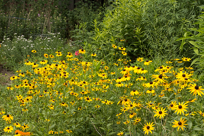 Rudbeckia hirta