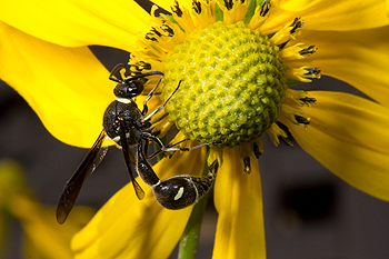 Rudbeckia laciniata with the wasp Eumenes