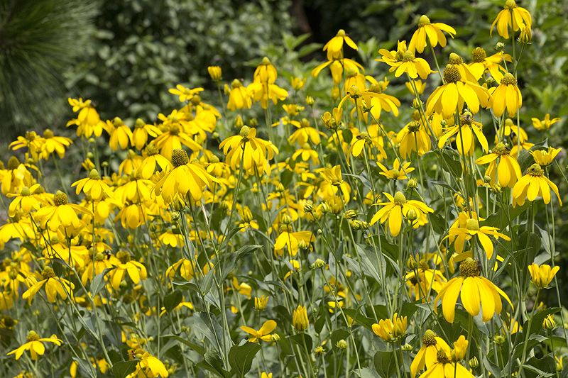 Rudbeckia_laciniata