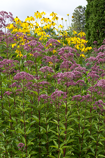 Rudbeckia laciniata in combination with joe pye weed