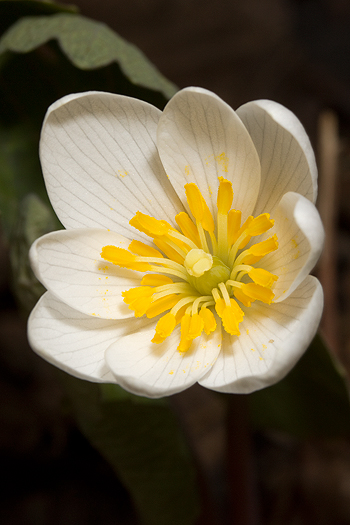 Bloodroot flower