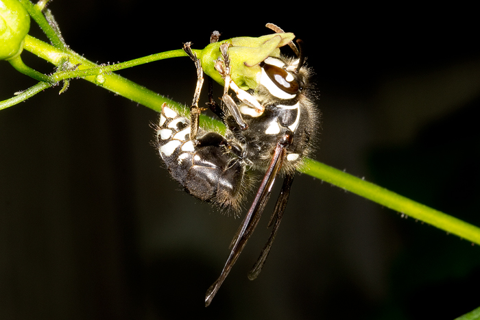 Bald faced hornet feeding flowers of Scrophularia marilandica