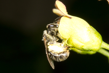 Sweat bee on Scrophularia marilandica