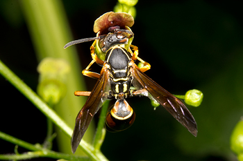 Scrophularia marilandica wth Polistes fuscatus