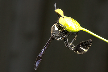 Scrophularia with Eumenes