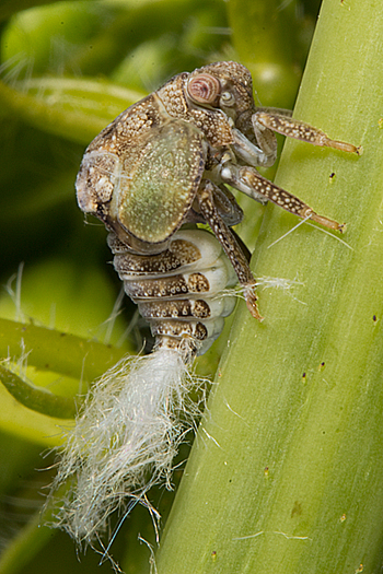 A planthopper called Acanalonia feeds on wild senna.