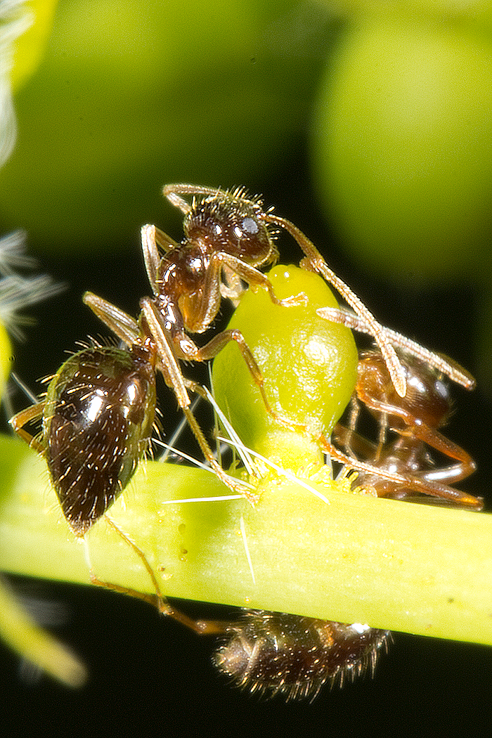 Wild senna feeding ants