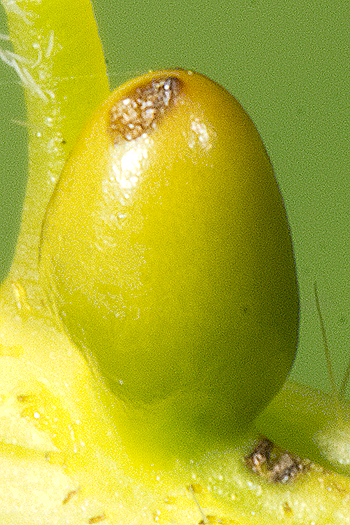 Senna hebecarpa extrafloral nectary