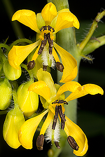 The flower of wild senna