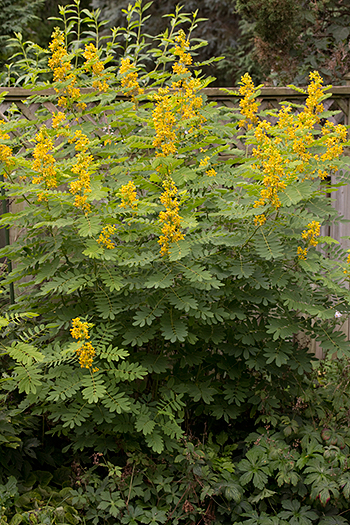 Senna hebecarpa full profile