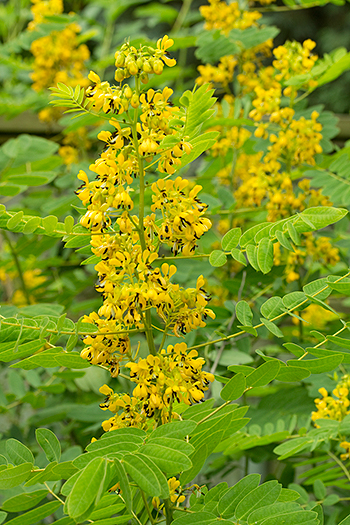 Senna panicle