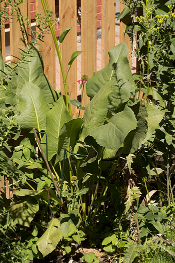 Prairie Dock