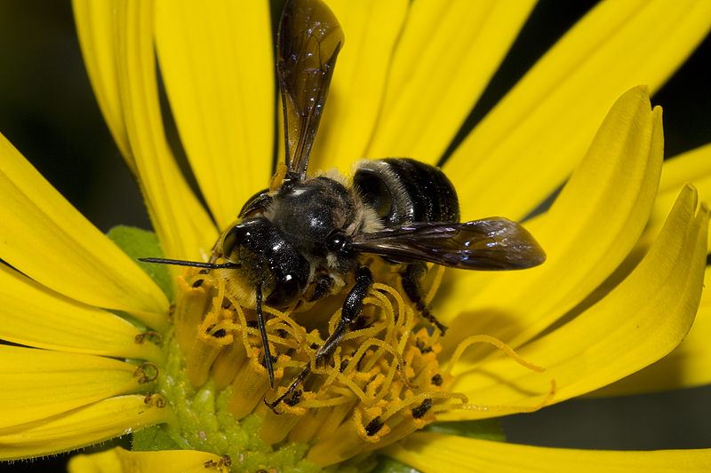 Cup plant with Megachile xylocopoides