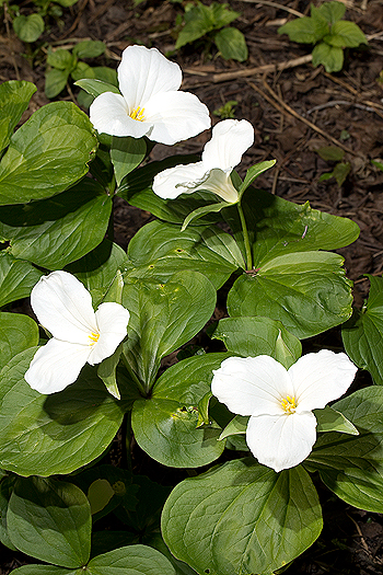 Trillium grandiflorum