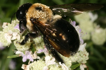 Xylocopa virginica