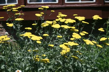 yarrow