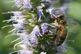 Agastache