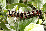 Antennaria with painted lady caterpillar