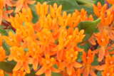 Asclepias