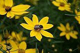 Coreopsis