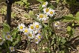 Erigeron