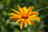 heliopsis