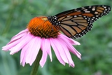 Monarch on echinacea