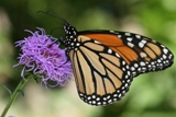 Monarch on liatris ligustylis