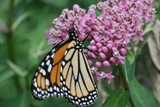 Monarch on milkweed
