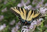 Monarda fistulosa